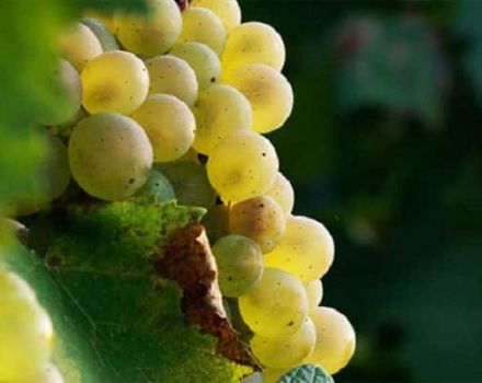 Description and characteristics of the Aligote grape variety, pros and cons and growing rules