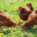 Description and characteristics of chickens of the Brown Nick breed, features of the content