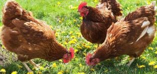 Description et caractéristiques des poulets de la race Brown Nick, caractéristiques du contenu