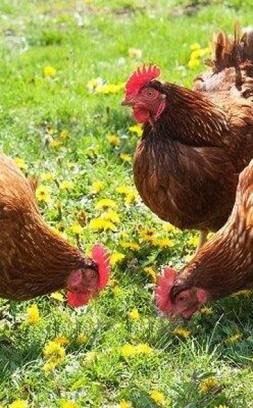 Description and characteristics of chickens of the Brown Nick breed, features of the content