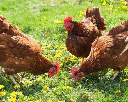 Description et caractéristiques des poulets de la race Brown Nick, caractéristiques du contenu