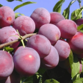 Cómo plantar, cultivar y cuidar la ciruela cereza, selección de variedades.