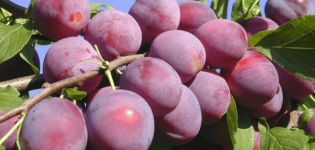 Cómo plantar, cultivar y cuidar la ciruela cereza, selección de variedades.