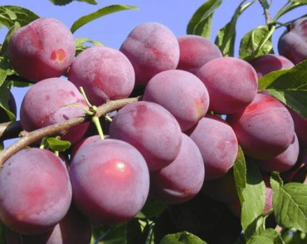 Cara menanam, menanam dan merawat ceri plum, pelbagai pilihan