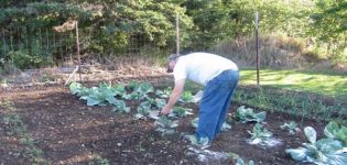 How can you treat flea cabbage at home