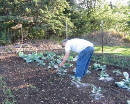 How can you treat flea cabbage at home