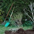 How to plant an apple tree correctly if groundwater is close, the choice of variety and rules of care