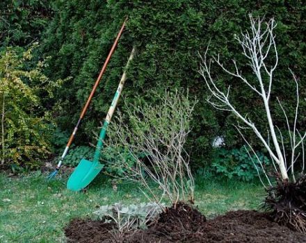 Comment planter correctement un pommier si la nappe phréatique est proche, le choix de la variété et les règles d'entretien