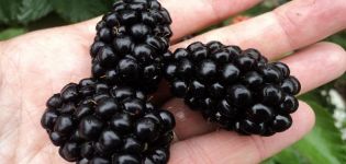 Description and characteristics of Polar blackberries, planting and care