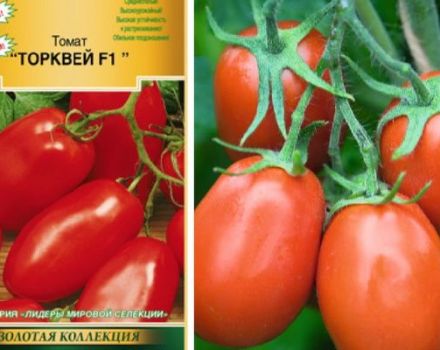 Description de la variété de tomates Torquay et de ses caractéristiques