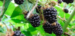 Penerangan dan jenis blackberry Thornfree, penanaman dan penjagaan, pembentukan semak