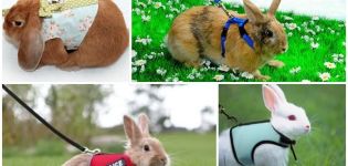 Types of harnesses for rabbits and how to make it yourself, how to walk