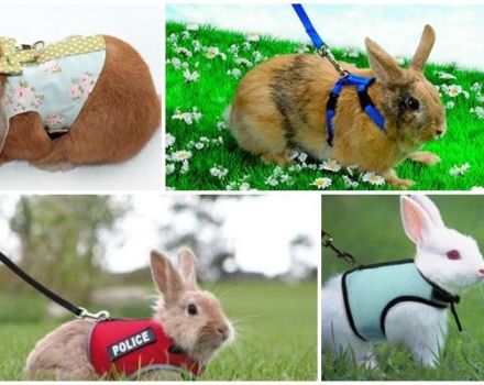 Mga uri ng mga harnesses para sa mga rabbits at kung paano ito gawin ang iyong sarili, kung paano maglakad