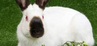 Description and characteristics of the Himalayan breed of rabbits, maintenance and care