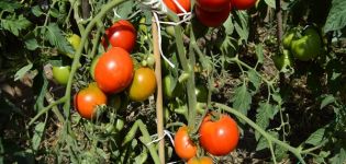 Description de la variété de tomate Glacier et caractéristiques