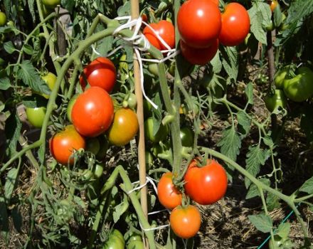 Description of the tomato variety Glacier and characteristics