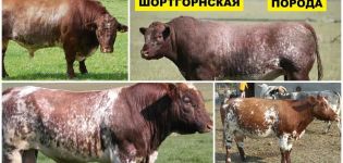 Description and characteristics of cows of the Shorthorn breed, breeding rules