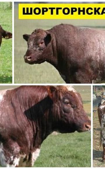 Description et caractéristiques des vaches de la race Shorthorn, règles d'élevage