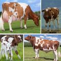 Description and characteristics of the Ayrshire breed of cows, the pros and cons of cattle and care