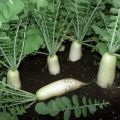 Revisión de las mejores variedades de daikon para almacenamiento en campo abierto y en invierno