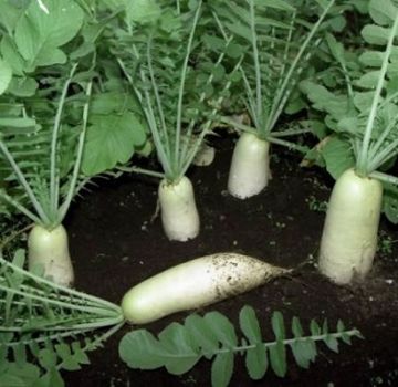 Review of the best daikon varieties for open ground and winter storage