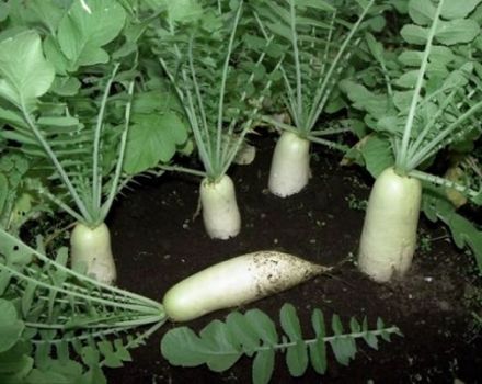 Gennemgang af de bedste daikon-sorter til åben opbevaring og vinteropbevaring