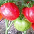 Ciri-ciri dan penerangan mengenai varieti tomato Don Juan