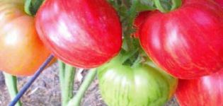 Characteristics and description of the tomato variety Don Juan