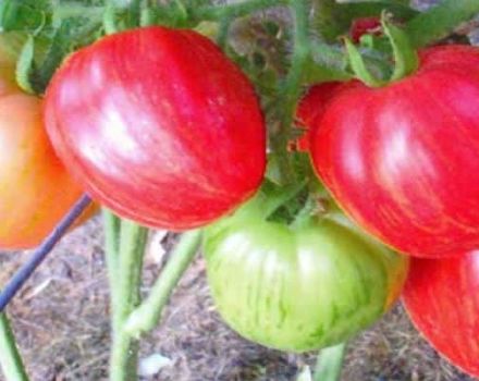 Characteristics and description of the tomato variety Don Juan