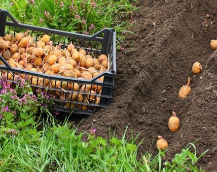 Description de la variété de pomme de terre Riviera, technologie agricole et règles de culture