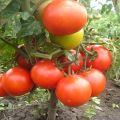 Ciri-ciri dan penerangan mengenai varieti tomato Kemerovets