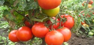 Ciri-ciri dan penerangan mengenai varieti tomato Kemerovets