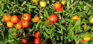 Characteristics and description of the Liang tomato variety, its yield