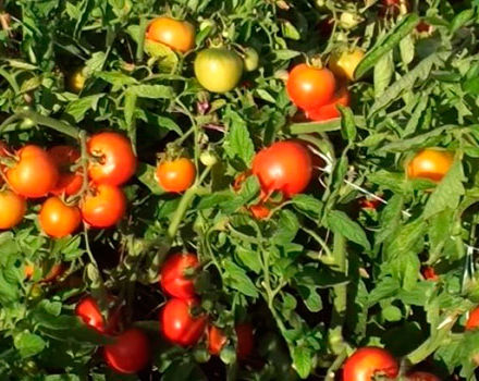 Ciri dan keterangan mengenai varieti tomato Liang, hasilnya