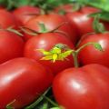 Description et caractéristiques de la variété de tomate Crème au miel