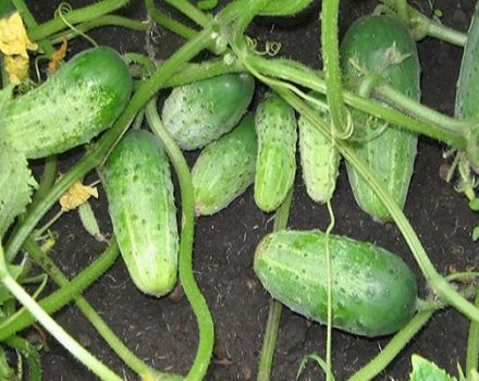 Description of the variety of cucumbers True friends, features of cultivation and care