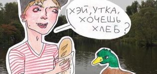 Is it possible or not to feed the ducks with bread, which is allowed and which is not allowed