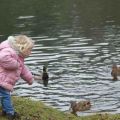 What is the best way to feed wild ducks on the pond and what is not included in the diet of birds