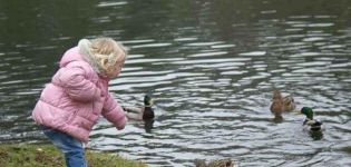 Quelle est la meilleure façon de nourrir les canards sauvages sur l'étang et ce qui n'est pas inclus dans le régime alimentaire des oiseaux