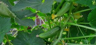 Description of the Ginga cucumber variety, features of its cultivation and care