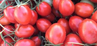 Description de la variété de tomate 6 Punto 7 et ses caractéristiques