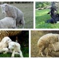 Puberté ovine et caractéristiques de l'accouplement, méthodes d'insémination