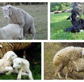 Puberté ovine et caractéristiques de l'accouplement, méthodes d'insémination