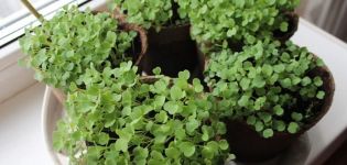 How to grow arugula from seeds in winter at home on a windowsill, planting and care