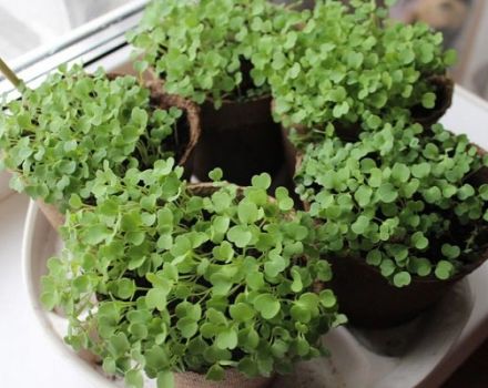 Comment faire pousser de la roquette à partir de graines en hiver à la maison sur un rebord de fenêtre, la plantation et les soins