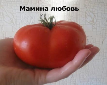 Description of the tomato variety Mom's love, its characteristics and productivity