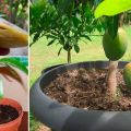 Comment faire pousser une mangue à partir d'une pierre en plein champ et dans une serre à la maison, en particulier la plantation et les soins