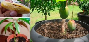 How can you grow a mango from a stone in the open field and in a greenhouse at home, especially planting and care