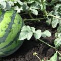 Technologie agricole pour la culture de pastèques en plein champ et dans une serre en Sibérie, plantation et entretien