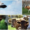 Tipos de vacas y cómo elegir el animal correcto, los 5 criterios principales principales